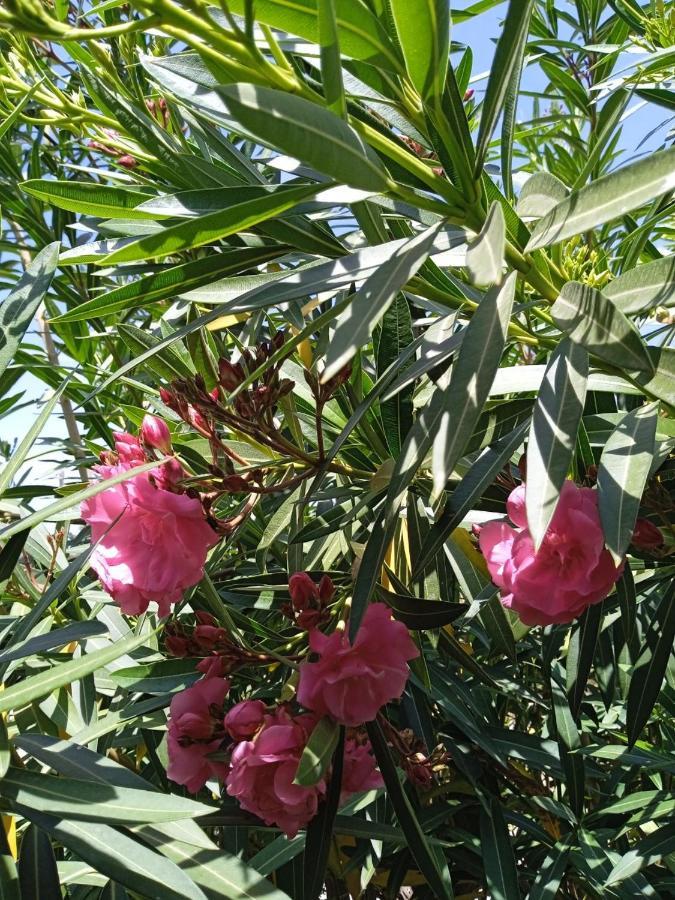 Finca El Gaudi, Casita Catharina 람폴라 외부 사진